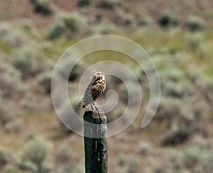 Burrowing Owl