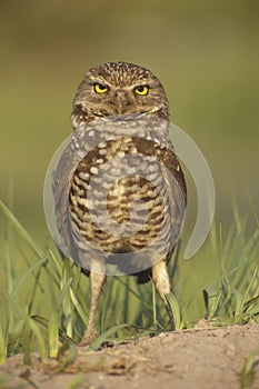 Burrowing Owl