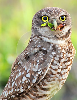 Burrowing Owl