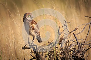 Burrowing Owl in afternoon light