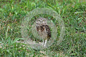 Burrowing owl photo