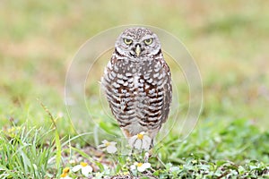 Burrowing Owl (athene cunicularia)