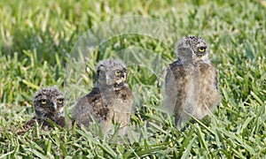 Burrowing Owl, Athene cunicularia photo