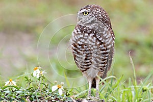 Burrowing Owl (athene cunicularia)