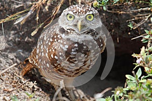 Burrowing Owl (athene cunicularia)