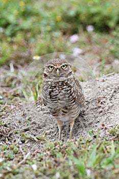 Burrowing Owl & x28;athene cunicularia& x29;