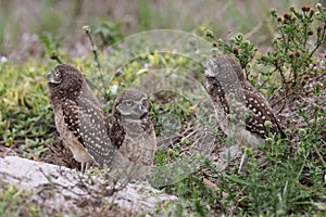 Burrowing Owl (Athene cunicularia) Cape Coral Florida USA