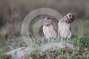 Burrowing Owl (Athene cunicularia) Cape Coral Florida USA