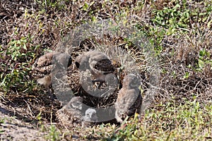 Burrowing Owl (Athene cunicularia) Cape Coral Florida USA