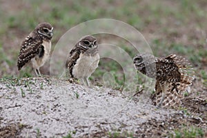 Burrowing Owl (Athene cunicularia) Cape Coral Florida USA