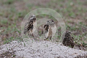 Burrowing Owl (Athene cunicularia) Cape Coral Florida USA