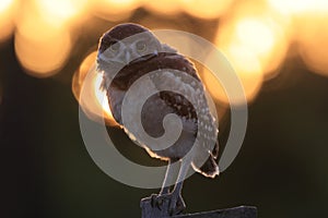 Burrowing Owl (Athene cunicularia) Cape Coral Florida USA