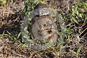 Burrowing Owl (Athene cunicularia) Cape Coral Florida USA