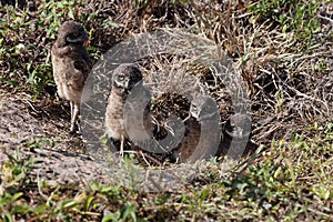 Burrowing Owl (Athene cunicularia) Cape Coral Florida USA