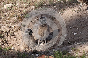 Burrowing Owl (Athene cunicularia) Cape Coral Florida USA