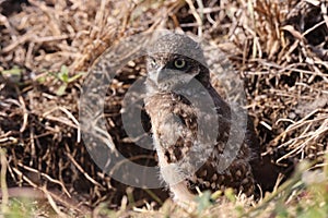 Burrowing Owl (Athene cunicularia) Cape Coral Florida USA