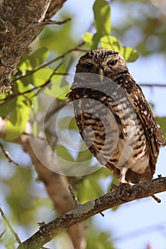 Burrowing Owl (Athene cunicularia) Cape Coral Florida USA