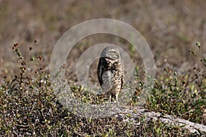 Burrowing Owl (Athene cunicularia) Cape Coral Florida USA