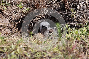 Burrowing Owl (Athene cunicularia) Cape Coral Florida USA