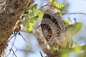 Burrowing Owl (Athene cunicularia) Cape Coral Florida USA