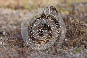 Burrowing Owl (Athene cunicularia) Cape Coral Florida USA