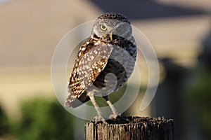 Burrowing Owl (Athene cunicularia) Cape Coral Florida USA