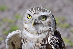 Burrowing owl Athene cunicularia