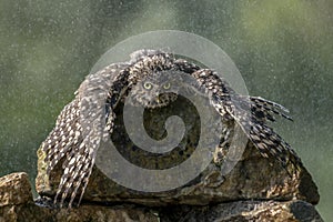 Burrowing owl Athene cunicularia  cooling in the rain. Noord Brabant in the Netherlands.