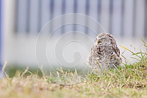 Burrowing owl Athene cunicularia cub.