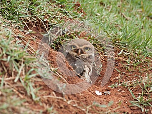 Burrowing owl Athene cunicularia cub.