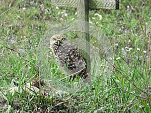 Burrowing Owl in Cape Coral photo