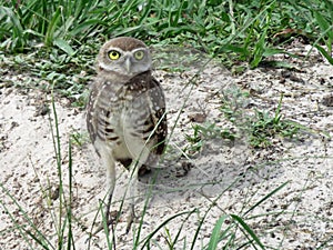 Florida burrowing owl