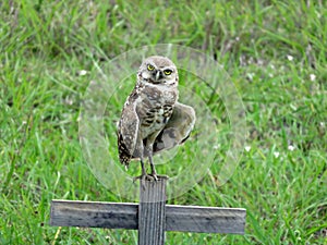 Athene cunicularia floridana