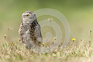 Burrowing owl Athene cunicularia   between the grass.