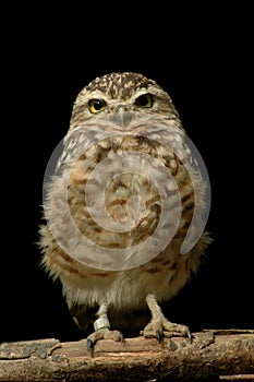 Burrowing Owl (Athene cunicularia) isolated