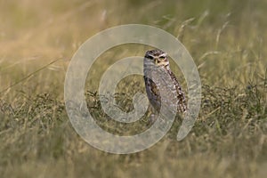 Burrowing Owl , Athene cunicularia, looking at the camera, La pampa Province,