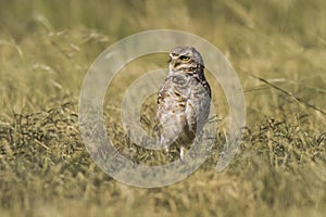 Burrowing Owl , Athene cunicularia,