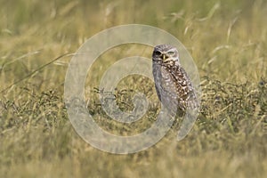 Burrowing Owl , Athene cunicularia, looking at the camera, La pampa Province,