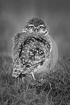 Burrowing Owl , Athene cunicularia, looking at the camera, La pampa Province,