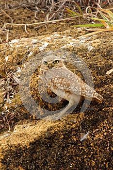 The burrowing owl Athene cunicularia is a small, long-legged owl found throughout open landscapes of North and South America.