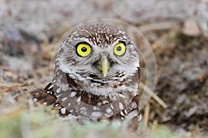 Burrowing Owl (athene cunicularia) photo