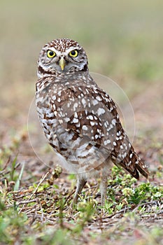 Burrowing Owl (athene cunicularia)