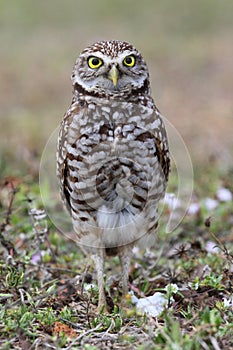 Burrowing Owl (athene cunicularia) photo