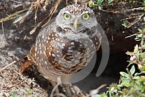 Burrowing Owl (athene cunicularia) photo