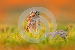 Burrowing Owl, Athene cunicularia, night bird with beautiful evening sun, animal in the nature habitat, Mato Grosso, Pantanal, Bra photo