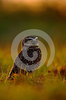 Burrowing Owl, Athene cunicularia, night bird with beautiful evening sun, animal in the nature habitat, Mato Grosso, Pantanal, Bra