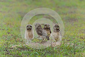 Burrowing owl with chicks standing on the burrow in the North Pantanal