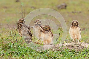 Burrowing owl with chicks standing on the burrow in the North Pantanal