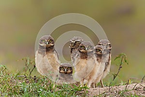 Burrowing owl in the North Pantanal in Brazil