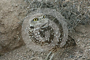 Burrowing owl Athene cunicularia 11